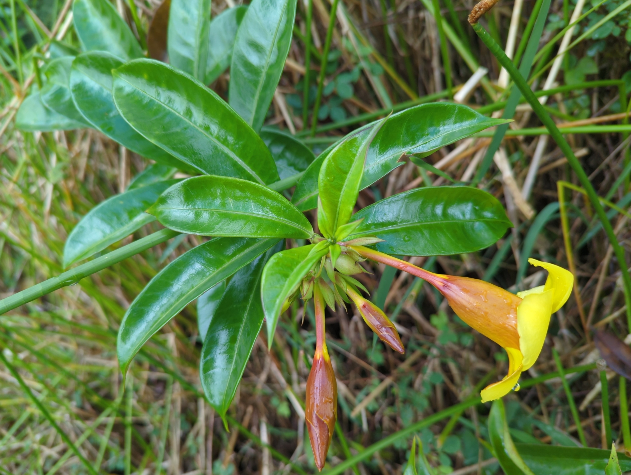 Imagem de Alamanda