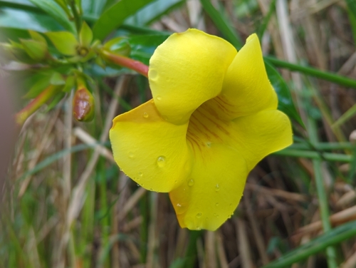 Foto de Alamanda