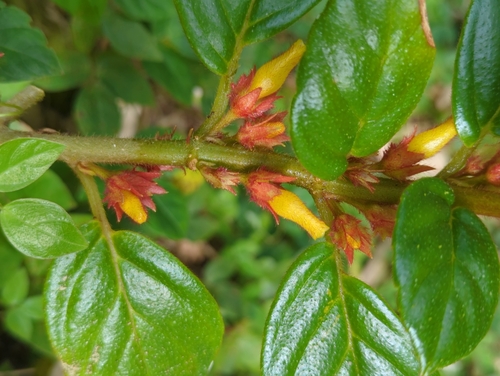 Image of Columnea ambigua by (c) Tom Field, some rights reserved (CC BY)