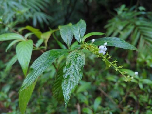 Image of Gonzalagunia hirsuta by (c) Tom Field, some rights reserved (CC BY)