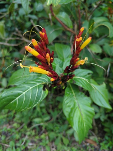Image of Sanchezia parvibracteata by (c) Tom Field, some rights reserved (CC BY)