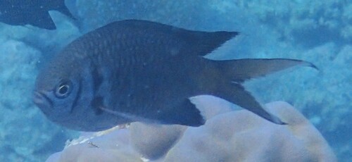 Doublebar Chromis — seen at this dive site