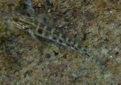 Clown Goby photo 3