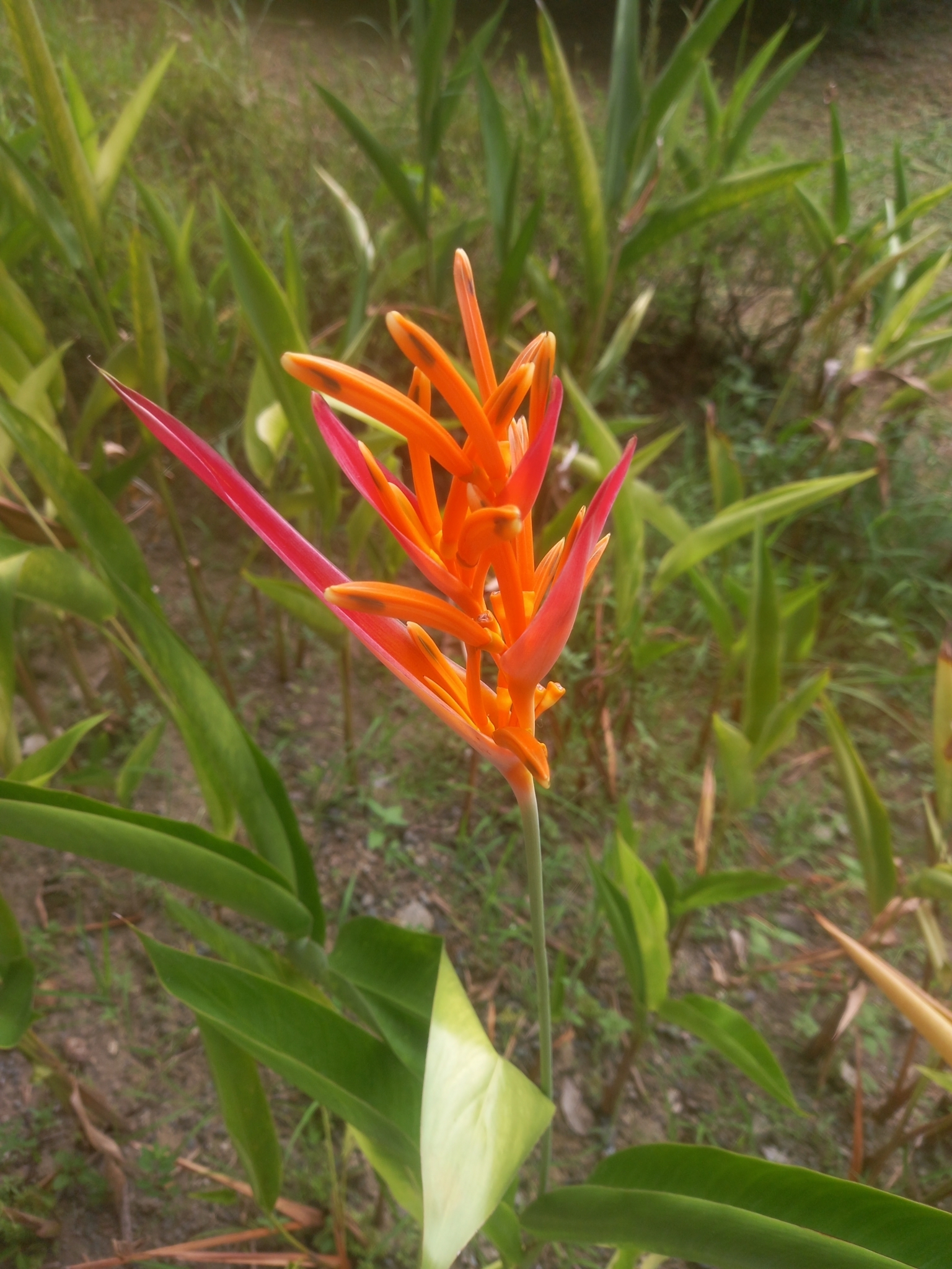 Imagem de Bananeira-de-jardim
