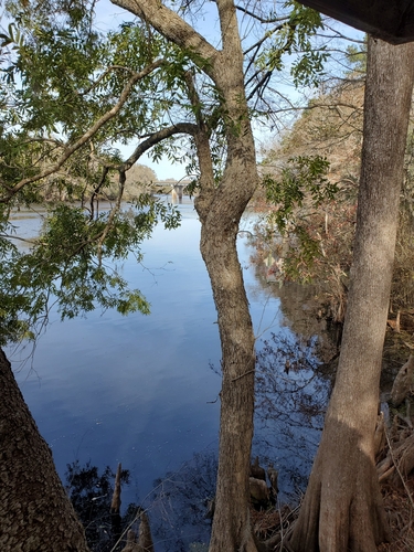 Image of Carya aquatica by (c) Bob Miller, some rights reserved (CC BY)