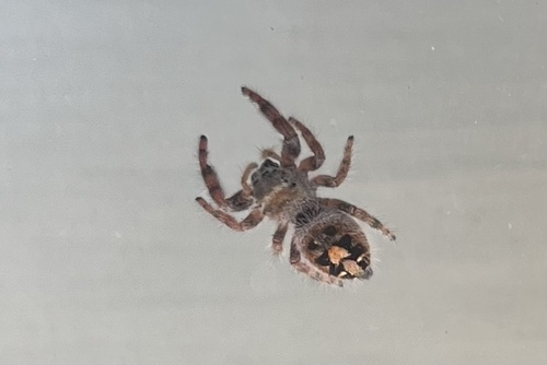 Bold Jumping Spider photographed in Idaho