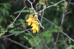 Sophora cassioides