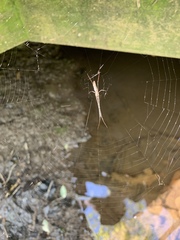 Tetragnatha elongata