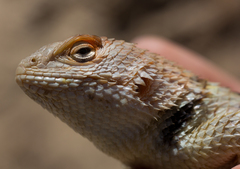 Sceloporus uniformis