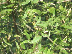 Stigmatura budytoides