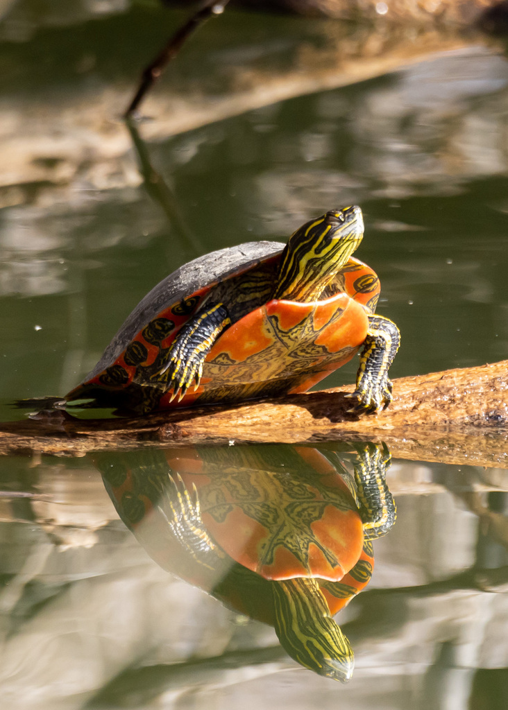 Western Painted Turtle in December 2023 by Marleigh Fletcher. Suspect ...