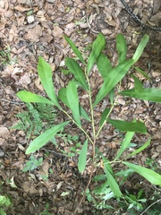 Asimina angustifolia