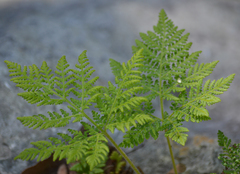 Cheilanthes leucopoda