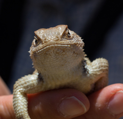 Sceloporus uniformis