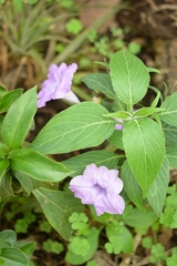 Ruellia breedlovei