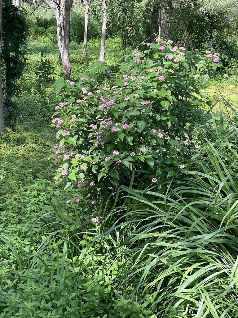 Common Lantana In January 2024 By Christalla INaturalist   Large 