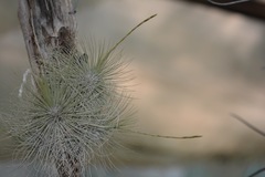 Tillandsia fuchsii