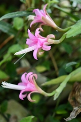 Disocactus nelsonii