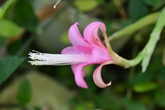 Disocactus nelsonii