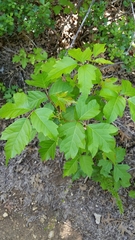 Toxicodendron radicans verrucosum