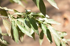 Litsea glaucescens