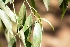 Litsea glaucescens