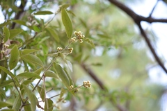 Litsea glaucescens