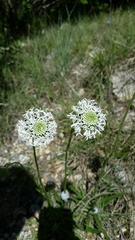 Marshallia caespitosa