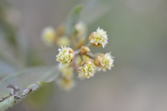 Litsea glaucescens