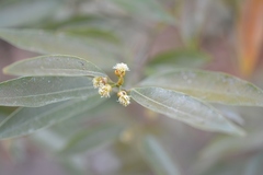Litsea glaucescens