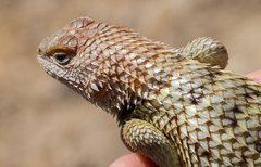 Sceloporus uniformis
