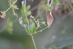 Galium mexicanum mexicanum