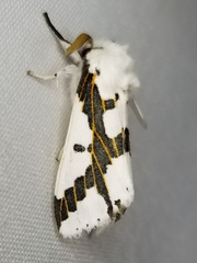 Euerythra phasma
