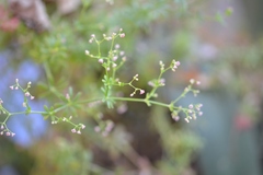 Galium mexicanum mexicanum