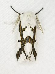 Euerythra phasma