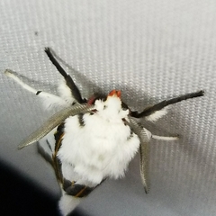 Euerythra phasma