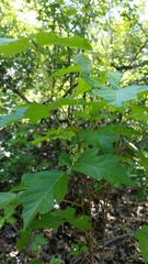 Toxicodendron radicans verrucosum