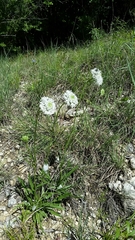 Marshallia caespitosa