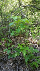 Toxicodendron radicans verrucosum