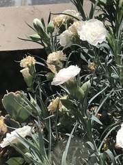 Callophrys xami xami