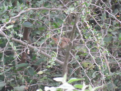 Phacellodomus rufifrons