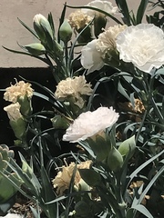 Callophrys xami xami