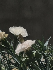 Callophrys xami xami