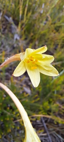 Cyrtanthus ochroleucus
