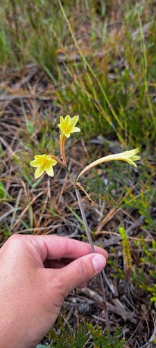 Cyrtanthus ochroleucus