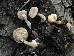 Trichocybe