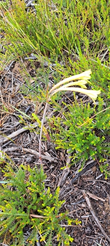 Cyrtanthus ochroleucus