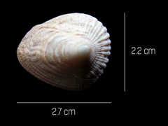 Crucibulum