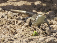 Notomabuya frenata