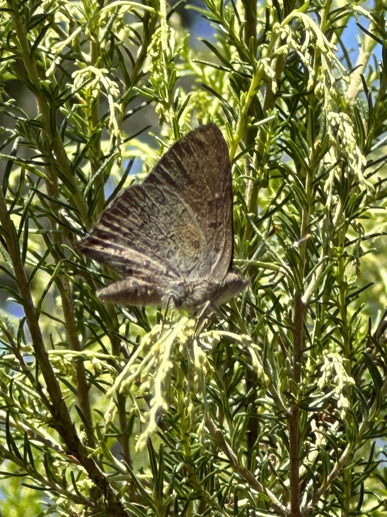 Eltham copper butterfly from Castlemaine Botanical Gardens, Castlemaine